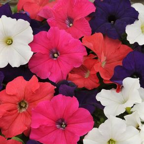 Trailing Basket Plants