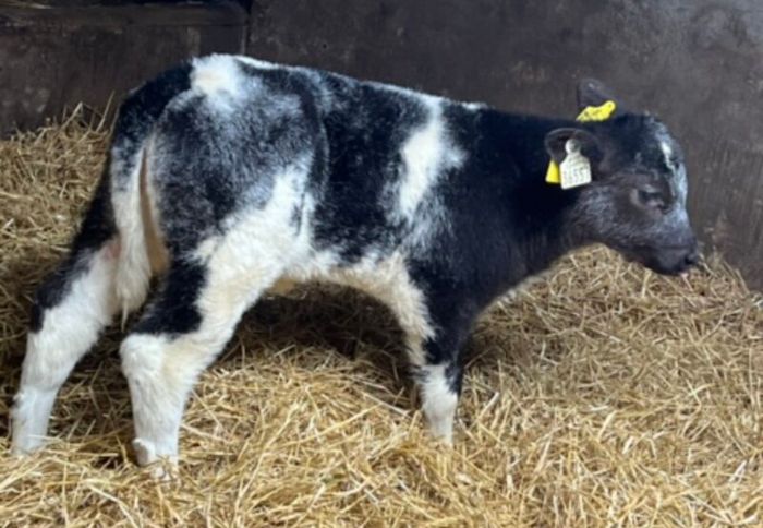 Belgian Blue Heifer Calves