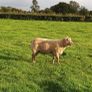 Vendeen Rams Image 2