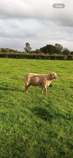 Vendeen Rams