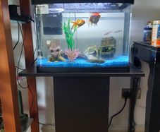 Fish  tank