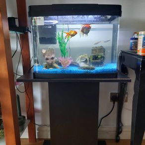 Fish  tank
