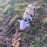 kune kune pigs Image 4