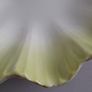 DISH - Fluted Edge - Vintage Image 2
