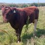 Shorthorn bull Image 2