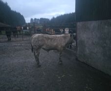 2 Bull weanlings