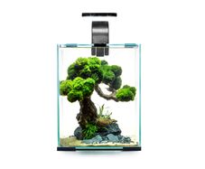 Aquael Shrimp Set Day&night 10l White