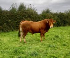 Limousin Bull