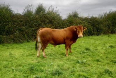 Limousin Bull