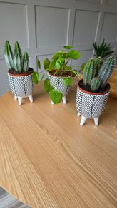 Plant pot