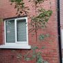 ACER Campestre Mature Tree Image 5