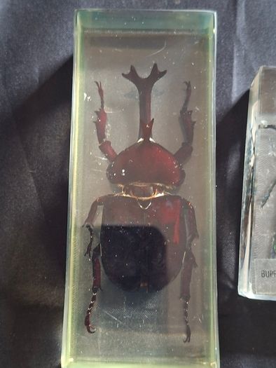 Genuine Collection of 15 Clear Resin Exotic Insects and Arachnids Price is for 1 only