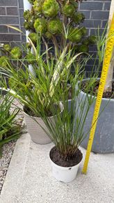 Cyperus alternifolius