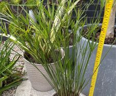 Cyperus alternifolius