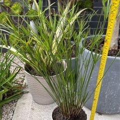 Cyperus alternifolius