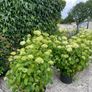 plants Image 7
