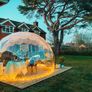 Garden Dome SALE!! Image 4