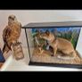Taxidermy Fox & Buzzard Image 2