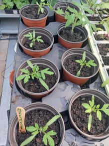 tomato plants 1 euro each