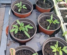 tomato plants 1 euro each