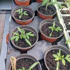 tomato plants 1 euro each