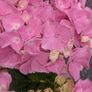 Hydrangea Image 4