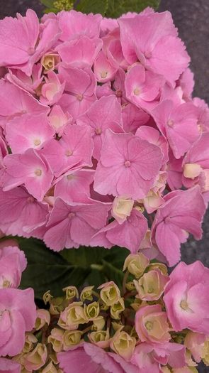 Hydrangea