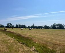 Hay and silage
