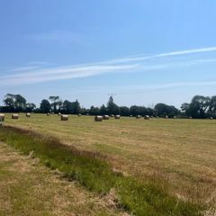 Hay and silage