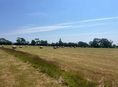 Hay and silage