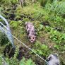 Kune Kune Sows Image 7