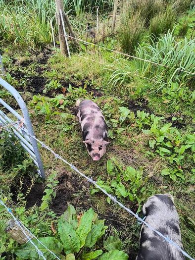 Kune Kune Sows