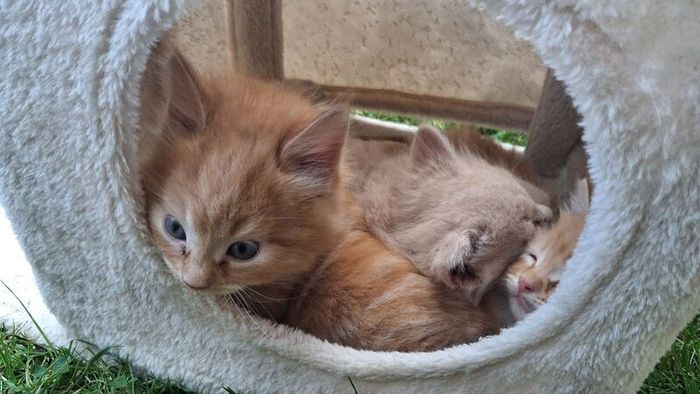 kitten