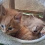 kitten Image 4