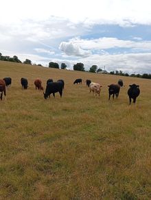 Cattle