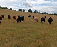 Cattle