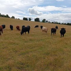 Cattle