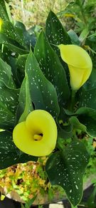 Yellow Calla Lily Bulbs