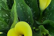 Yellow Calla Lily Bulbs