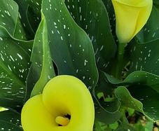 Yellow Calla Lily Bulbs