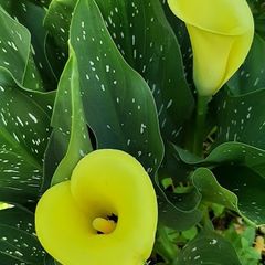 Yellow Calla Lily Bulbs