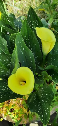 Yellow Calla Lily Bulbs