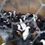 Hens, point of lay pullets Image 9