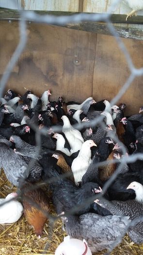 Hens, point of lay pullets