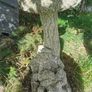 Old Bird feeder Image 3