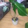 Monstera deliciosa / swiss cheese house plant Image 2