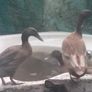 Khaki Campbell ducks Image 2