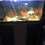 fish tank Image 2