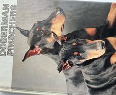 Doberman training