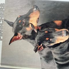 Doberman training